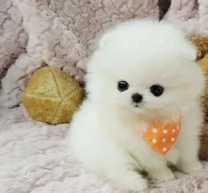 博美犬|可以为博美犬减肥的一些妙招