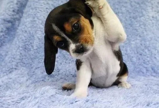 比格犬|想让比格犬安静请看我的
