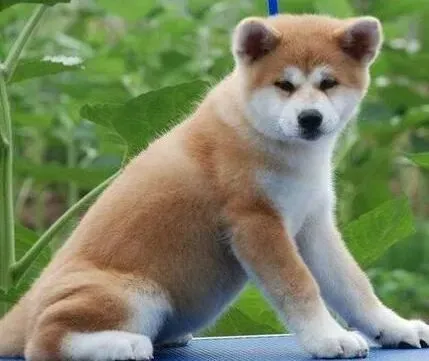 秋田犬|初生秋田犬仔犬健康成长必过的三道关卡