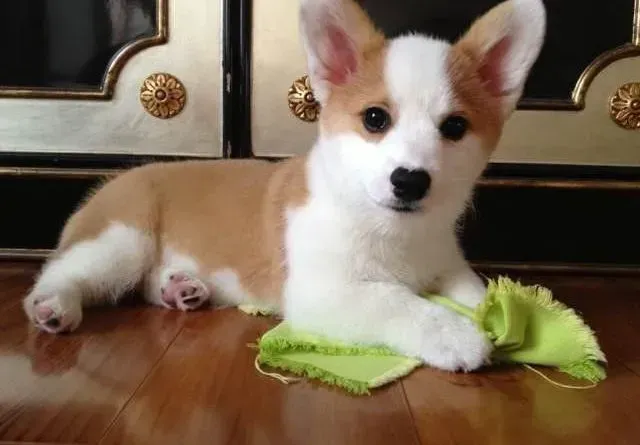 柯基犬|柯基犬有眼屎最好的处理方法