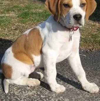 比格犬|比格犬患上贫血的原因以及临床表现
