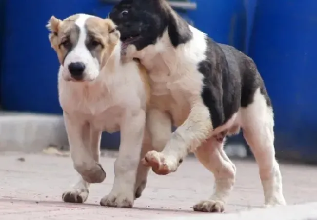 中亚牧羊犬|中亚牧羊犬鼻子干流鼻涕是什么问题