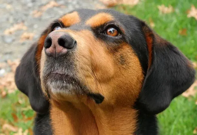 黑褐猎浣熊犬智商 智商还是比较高的狗狗 | 黑褐猎浣熊犬