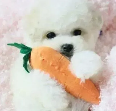 比熊犬|怎样让比熊犬具备凶猛与勇敢的性格