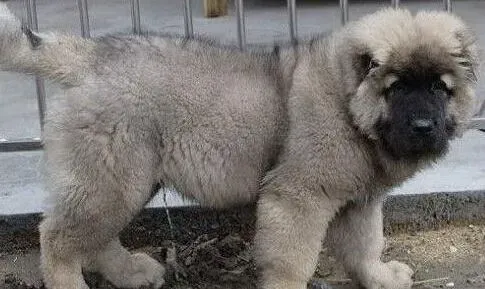 高加索犬|高加索犬不良行为的纠正措施
