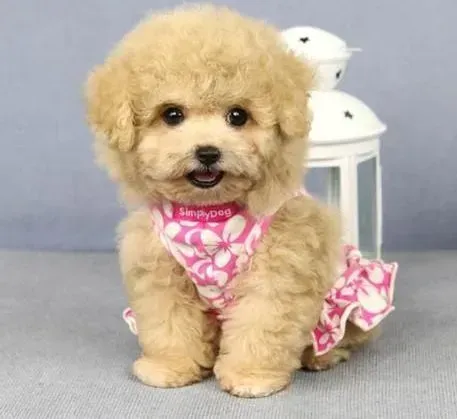 贵宾犬|解密惊吓过度对贵宾犬的影响有哪些