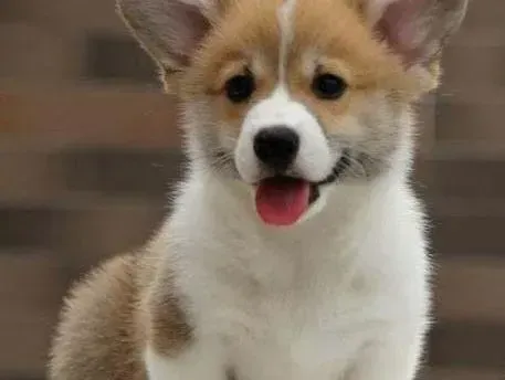 柯基犬|导致柯基犬便便很臭的原因