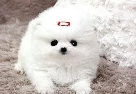 博美犬|博美犬憋不住尿应该怎么办