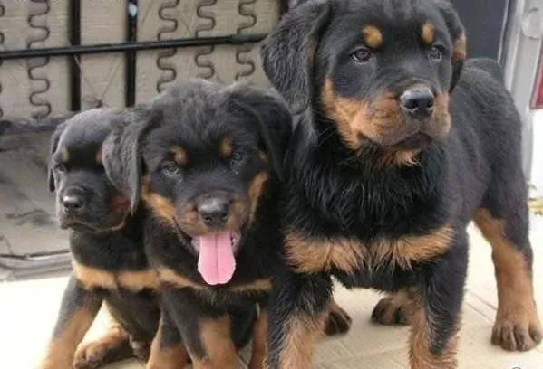 罗威纳犬|罗威纳犬健康的判定标准