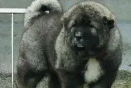 高加索犬|纠正高加索犬厌食挑食的坏毛病的方法