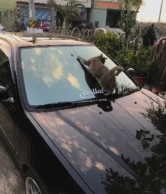 喵引擎盖上做日光浴 举手接收喵星球讯号超逗趣 | 猫
