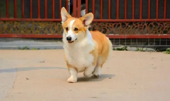 柯基犬|柯基犬最近有点拉稀，吃什么药好