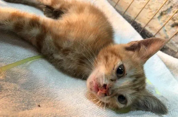 小橘猫全身湿被好心人抢救 一周加护恢复超萌模样 | 猫