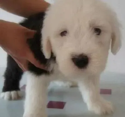古代牧羊犬|了解古代牧羊犬身体语言的内涵