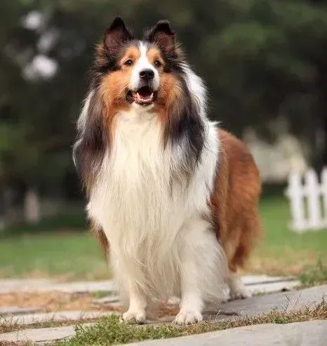 喜乐蒂|喜乐蒂犬拉稀需要停食治疗吗