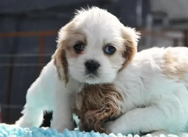 可卡犬|怎样饲养两个月的可卡犬，求专家指点