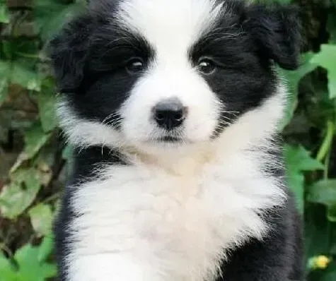 边境牧羊犬|边境牧羊犬感冒了出现呕吐拉稀的情况怎么办