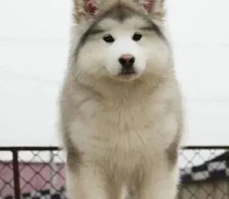 阿拉斯加犬|想让阿拉斯加犬更加健康主人们要怎样做
