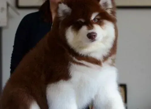 阿拉斯加犬|阿拉斯加雪橇犬患上肠炎的治疗方法