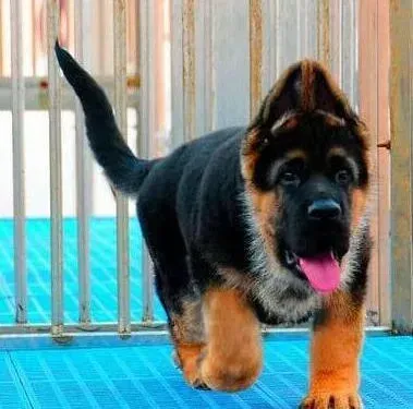 德国牧羊犬|我家德国牧羊犬最近干呕，咳嗽拉稀应如何是好