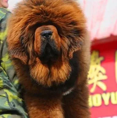 藏獒|训练藏獒的衔取能力并纠正其恶习的做法