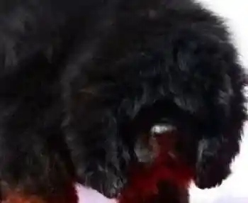 藏獒|教你提高藏獒食欲的绝妙方法