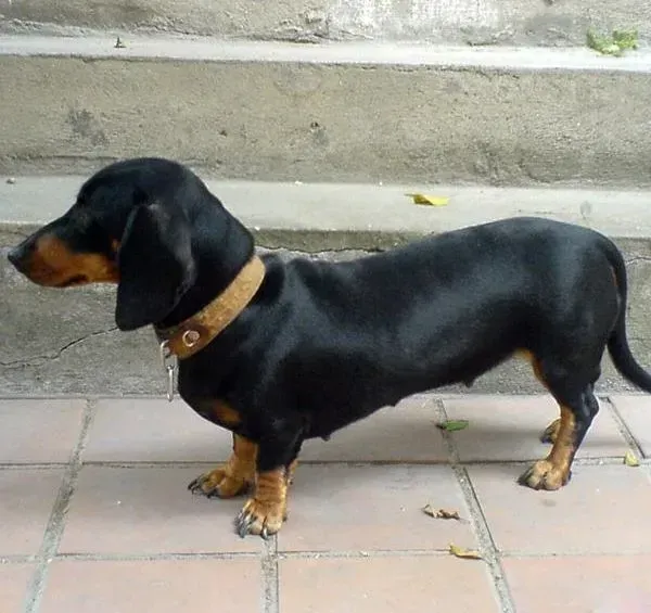 腊肠犬|腊肠犬身上出现很多皮屑如何才能清理掉