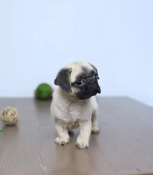 巴哥犬|怎么喂养发情期的巴哥犬