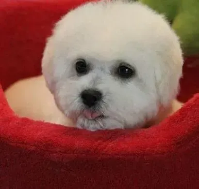 比熊犬|保护比熊犬的牙齿健康 做好日常的护理工作