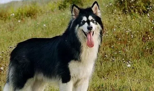 阿拉斯加犬|美丽新时尚 阿拉斯加犬梳理毛发的方法及注意事项
