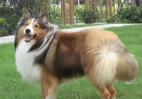 喜乐蒂牧羊犬怎么样 喜乐蒂牧羊犬的优点 | 喜乐蒂牧羊犬