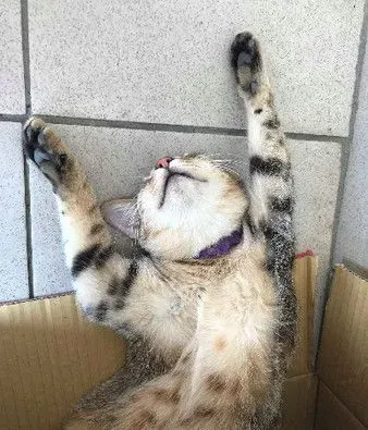 喵引擎盖上做日光浴 举手接收喵星球讯号超逗趣 | 猫