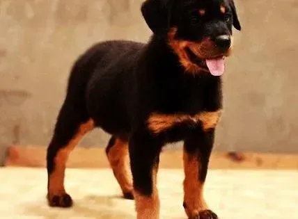 罗威纳犬|怎么才能让患上犬瘟的罗威纳犬早日康复