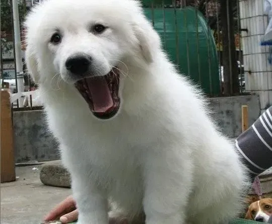 大白熊犬|饲主春季消毒杀菌应为大白熊犬考虑的三个方面
