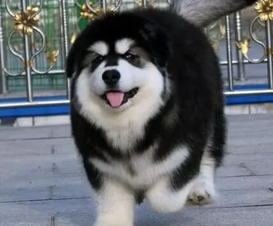 阿拉斯加犬|给阿拉斯加犬修剪毛发的小方法