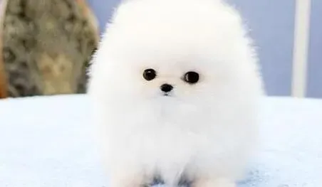 博美犬|缓解博美犬幼犬晕车现象的简易疗法