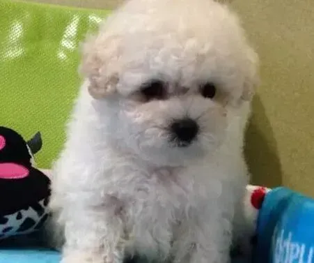贵宾犬|贵宾犬吃什么狗粮好，求介绍