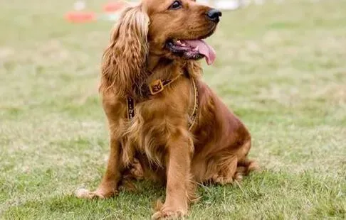 可卡犬|可卡犬舔不同的东西意义也不同