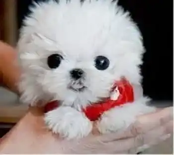 马尔济斯|冬天和马尔济斯犬遛弯注意多多