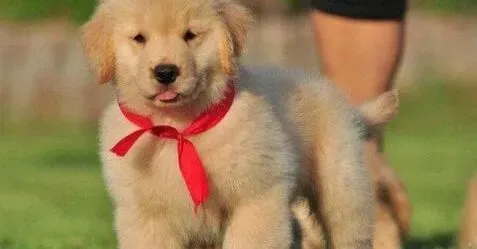 金毛|试用知真假 给金毛犬买优质狗粮的高招
