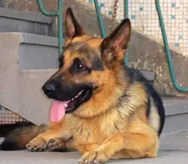 德国牧羊犬|不一样的饮食需要对德国牧羊犬的健康有哪些好处
