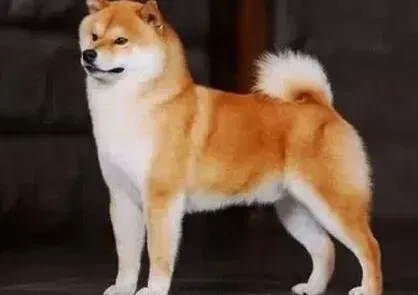 秋田犬|秋田犬老是舔肛门的位置，长了类似水泡的东西是怎么了