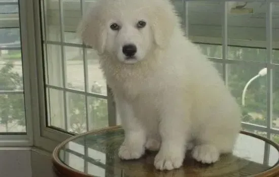 大白熊犬|大白熊犬在笼子里乱叫，求帮助