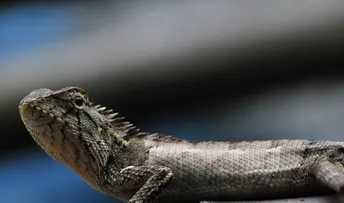 蜥蜴是不是恒温动物 蜥蜴是变温动物 | 蜥蜴