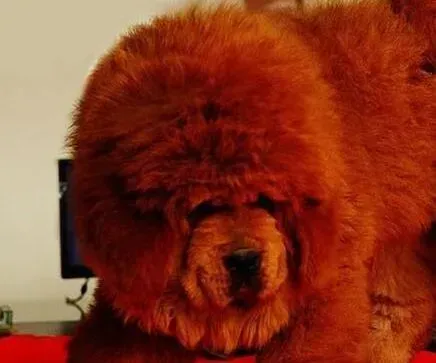 藏獒|藏獒临产之前会有什么症状