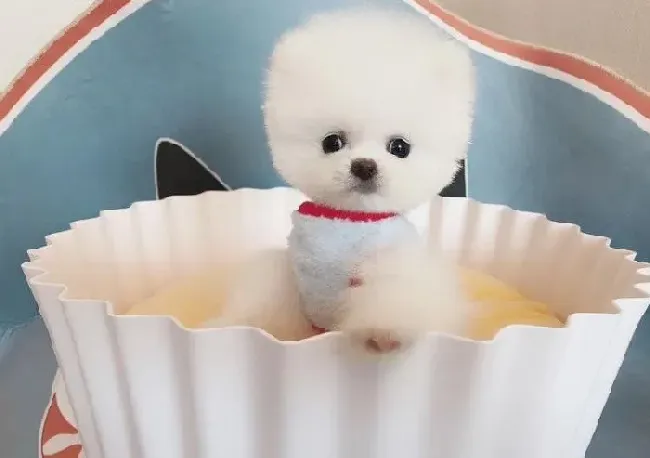 博美犬|可以为博美犬减肥的一些妙招