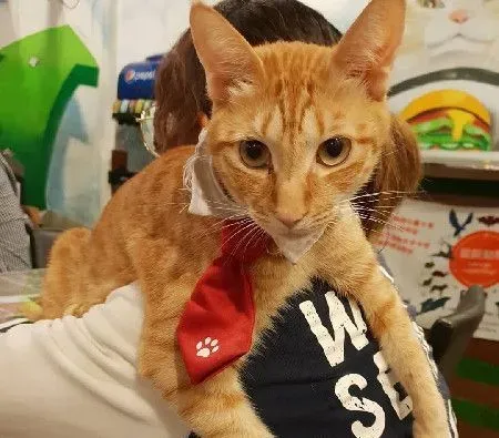 上班打扫还要充当猫咪坐骑 还得献上拍屁股服务 | 猫