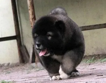 高加索犬|高加索犬走路时脚外八字怎么矫正