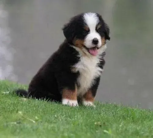 伯恩山犬|给幼伯恩山犬喂食的三个小窍门