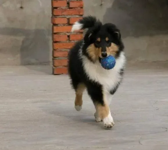 苏格兰牧羊犬|怎样调教出一只优秀的苏格兰牧羊犬